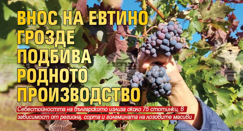 Внос на евтино грозде подбива родното производство