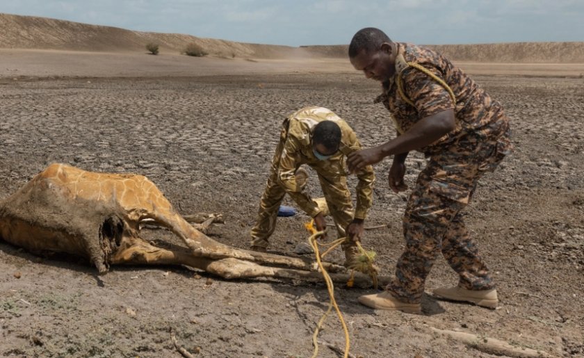 Сушата в Кения е причинила гибелта на стотици животни