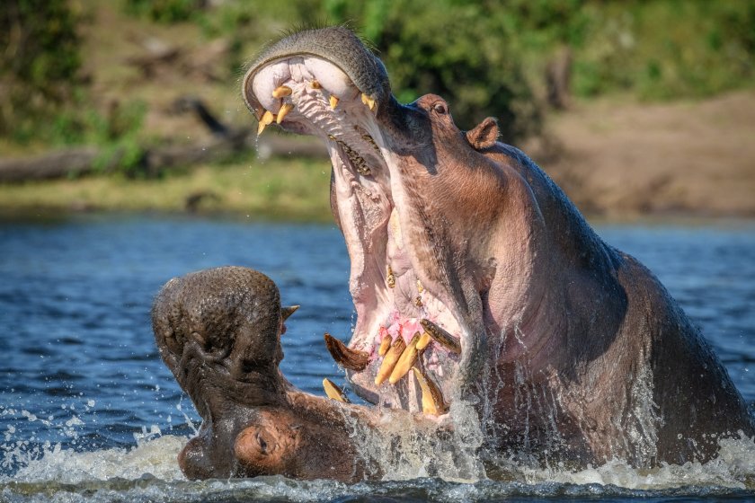 Хипопотам нападна лодка с туристи, които се спускаха с рафтинг