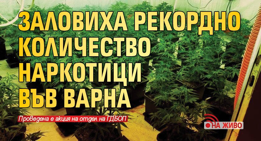 Заловиха рекордно количество наркотици във Варна (НА ЖИВО)