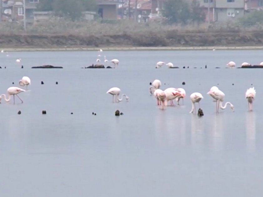 Хиляди фламинги се заселиха край Бургас и Поморие