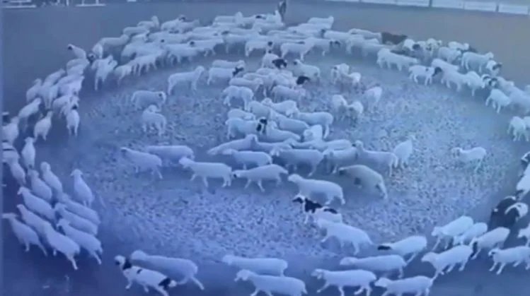 Стадо овце не спира да се върти в кръг