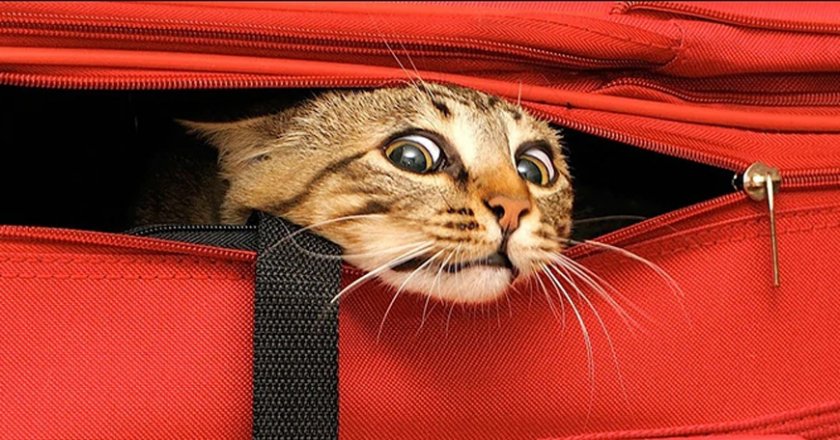 Откриха жива котка в чекиран багаж
