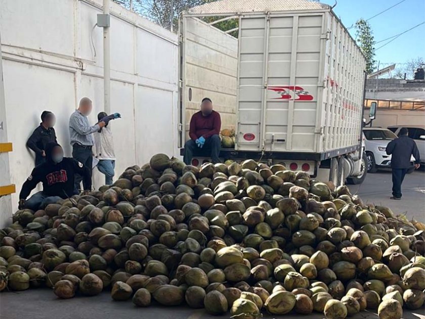 300 кила фентанил откриха в кокосови орехи (СНИМКИ)