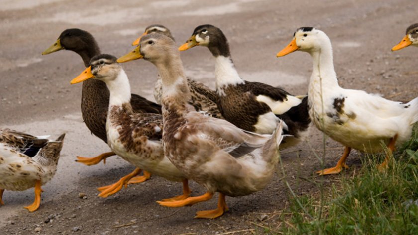 Умъртвяват спешно 15 000 патки, изложени на птичи грип в чешка ферма