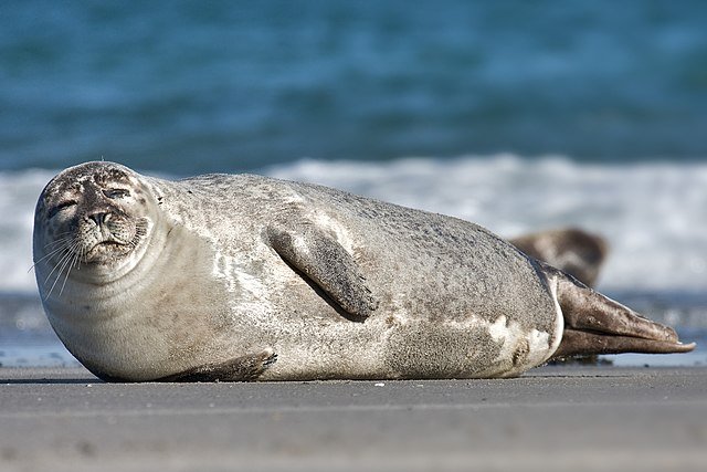 Откриха близо 1700 мъртви тюлена край Каспийско море