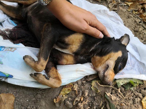 Питбул разкъса малко куче в София
