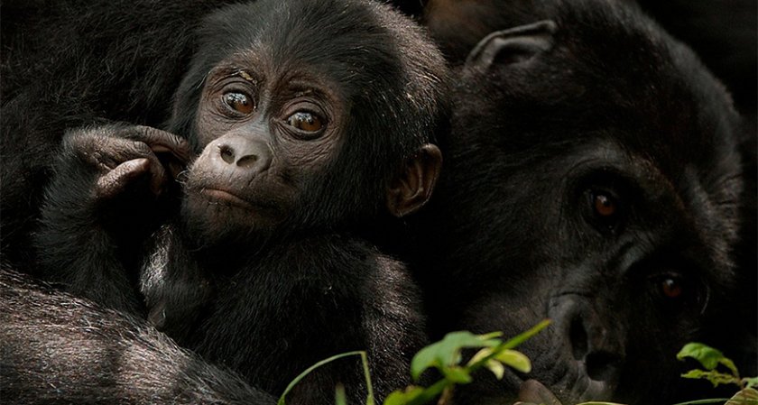 Женските горили се пазят от кожни болести