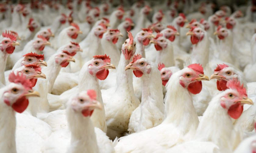 Ситуацията с птичия грип във Франция се влошава