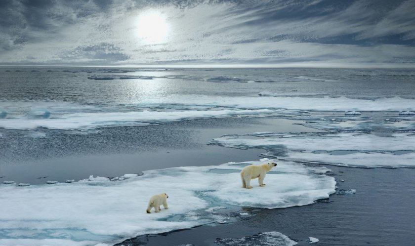 На изчезване са полярните мечки
