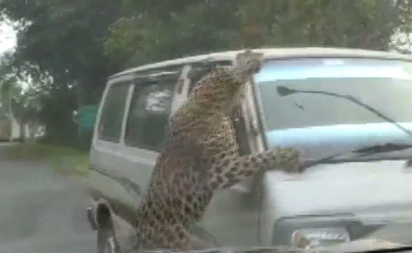 Леопард нападна и рани 15 души в Индия