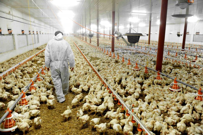 В Чехия унищожават 220 000 кокошки заради птичи грип