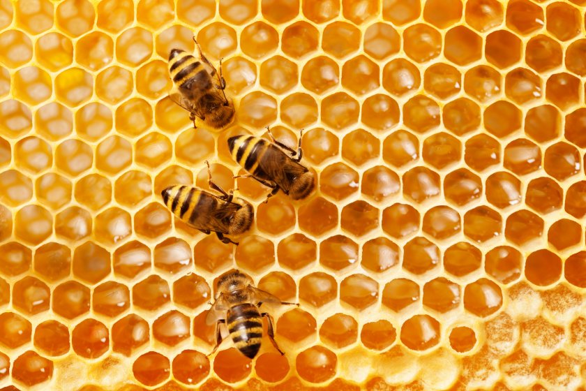 В САЩ ще ваксинират медоносните пчели