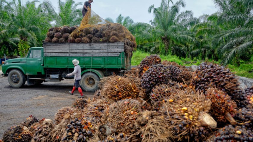 Индонезия и Малайзия, най-големите производители на палмово масло в света,