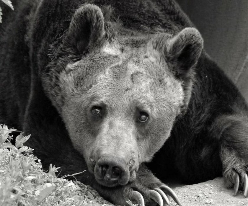 Почина един от най-старите обитатели в Парк за мечки Белица –