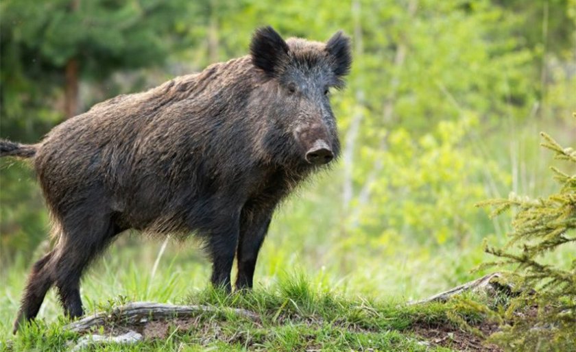 Гърция съобщи за случай на африканска чума по свинете (АЧС)