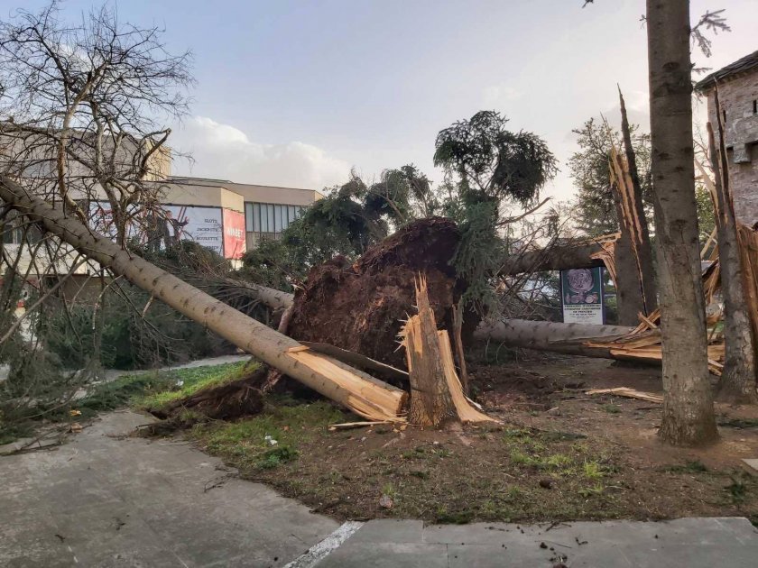 Дървета падат: 30 сигнала за погроми заради вятъра в София