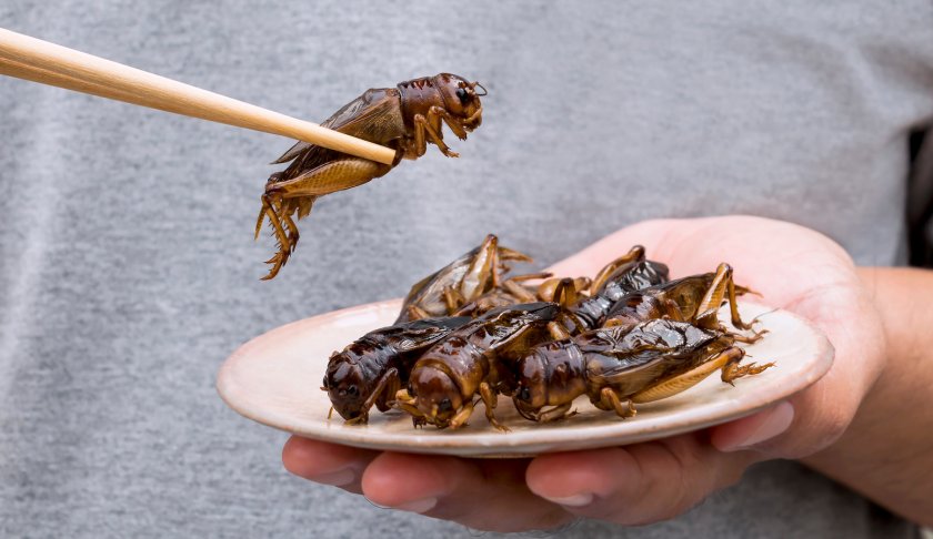 Европейската комисия (ЕК) разреши ларви на бръмбари да бъдат добавяни