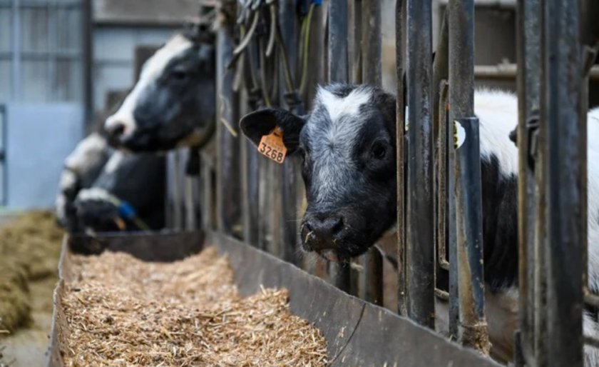 „Данон“ планира да намали емисиите метан, изпускан от млечните крави