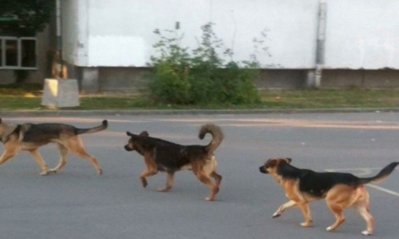 Куче нападна жена на алеята за парк Бачиново в Благоевград.