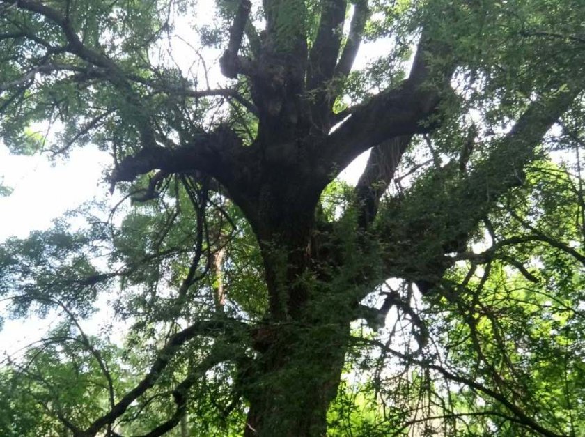 Посегателство срещу природата: Заляха с нафта 60-годишно дърво
