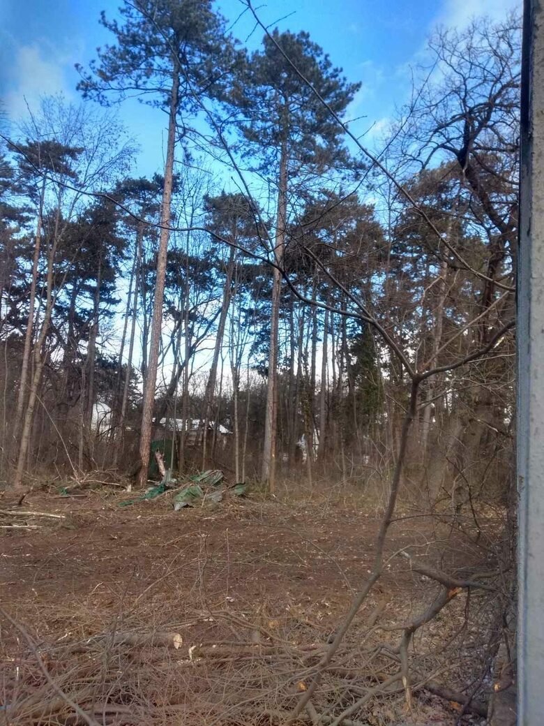 Без разрешение са изсечени около 20 дървета в Борисовата градина,