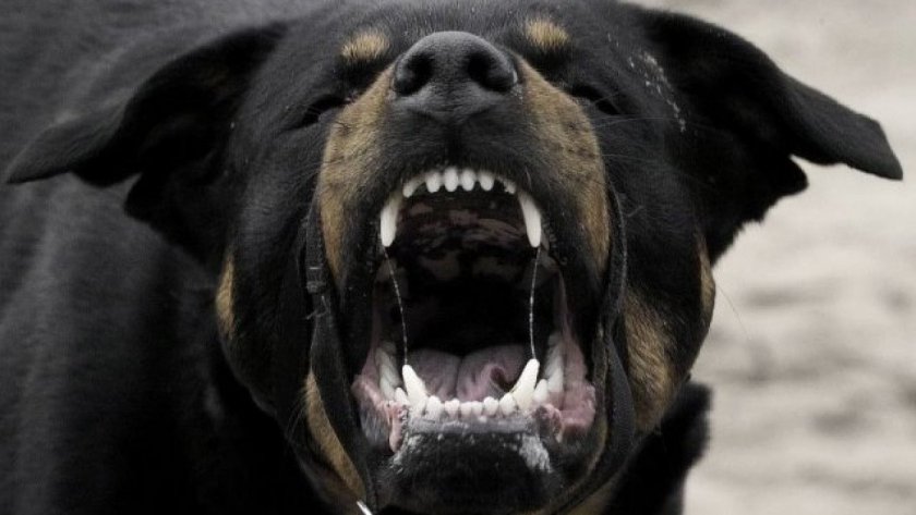 2000 лв. глоба за собственика на кучето, нахапало дете в Хасковско