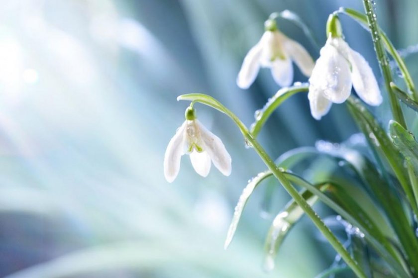 След почти летния януали, февруари ще продължи лудостите на времето.