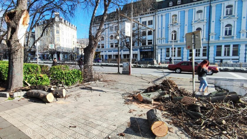 Силният вятър изкорени дървета и отнесе ламарини във Варна