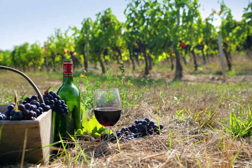 Франция ще превръща излишното вино в етанол