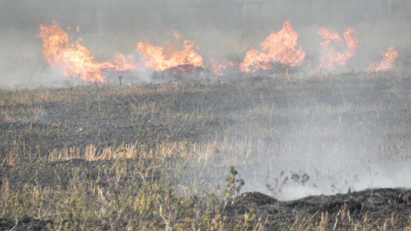 Огнен ужас! 5 декара треви и храсти горят в Асеновград