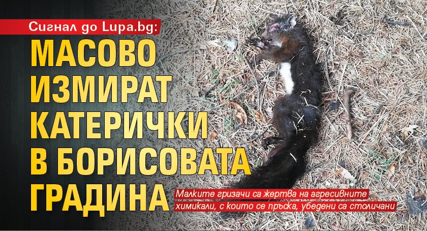 Сигнал до Lupa.bg: Масово измират катерички в Борисовата градина