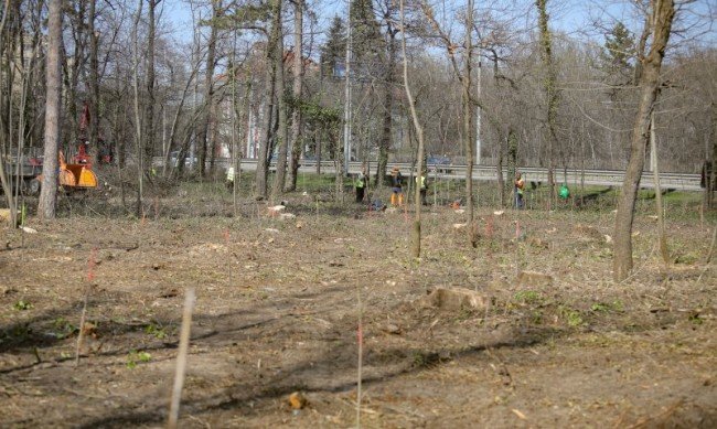 ХА ТАКА: Фирмата с незаконната сеч в парка била с договор към Фандъкова