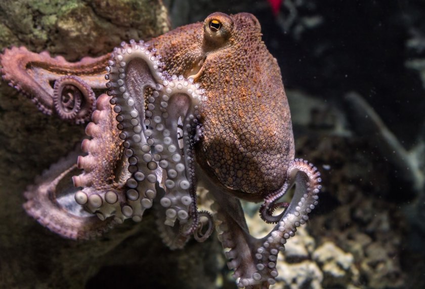След последните научни изследвания октоподите притежават извънземна ДНК. Геномът на