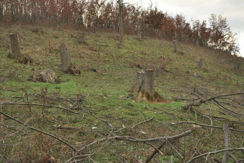 Полицаи от участъка в село Георги Дамяново и горски служители