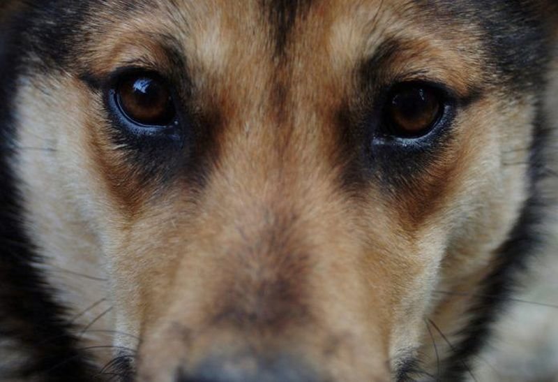 Разследват смъртта на две кучета във Великотърновско, съобщиха от полицията.Животните са намерени в жилище в село Леденик.На