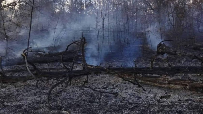 Иманяри запалиха борова гора край Хисаря (СНИМКИ)