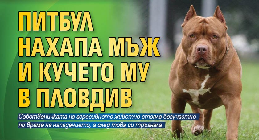 Питбул нахапа мъж и кучето му в Пловдив. Двамата са