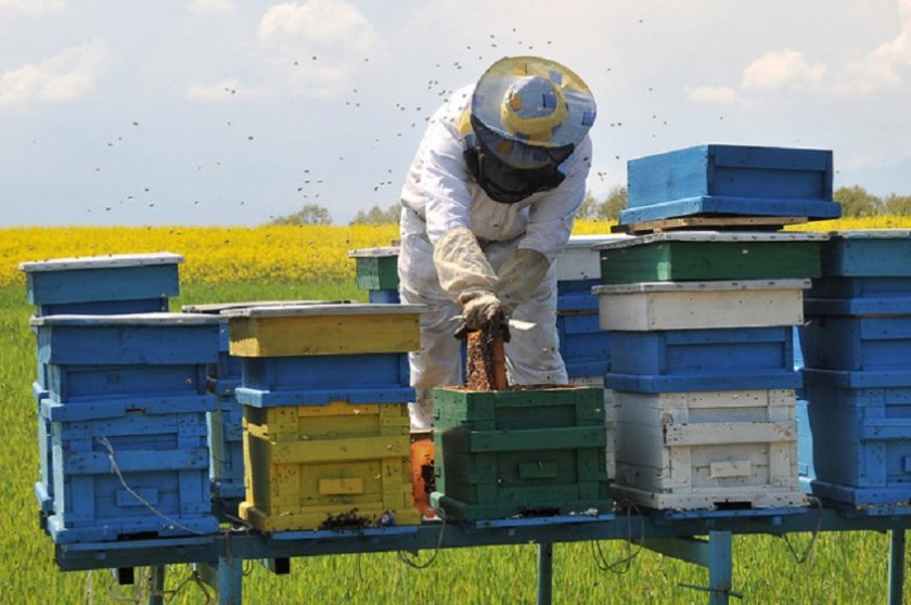 Грък разкри номадското пчеларство пред родопчани
