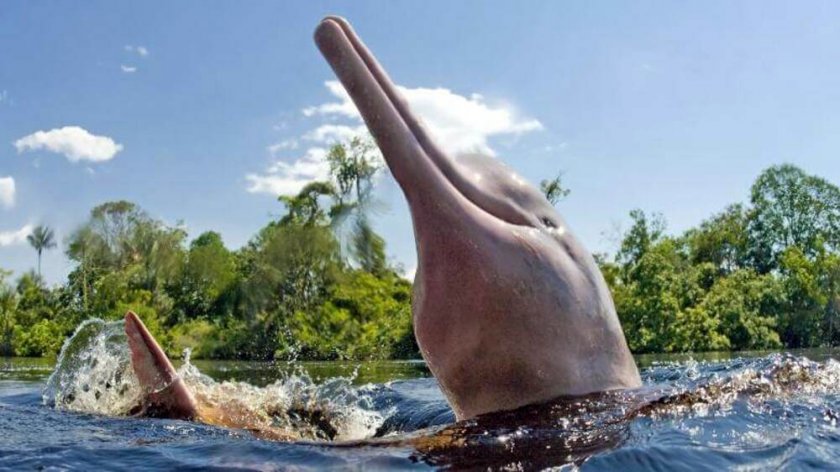 Спасиха застрашени розови делфини в Колумбия