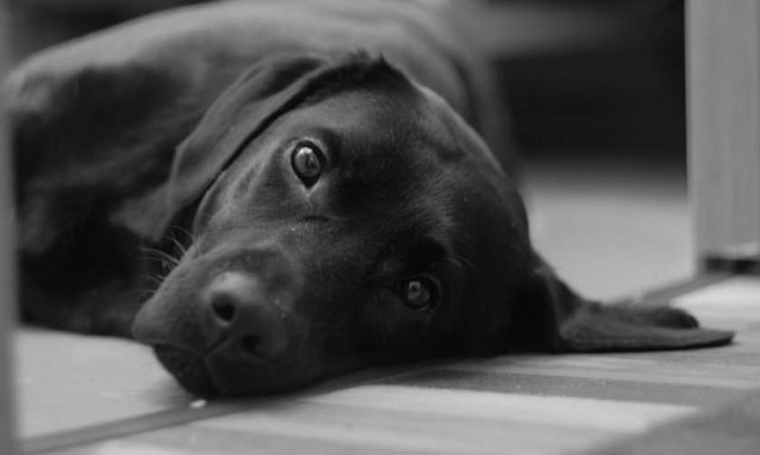 Зверство: Отрязаха ушите на бездомно кученце в София