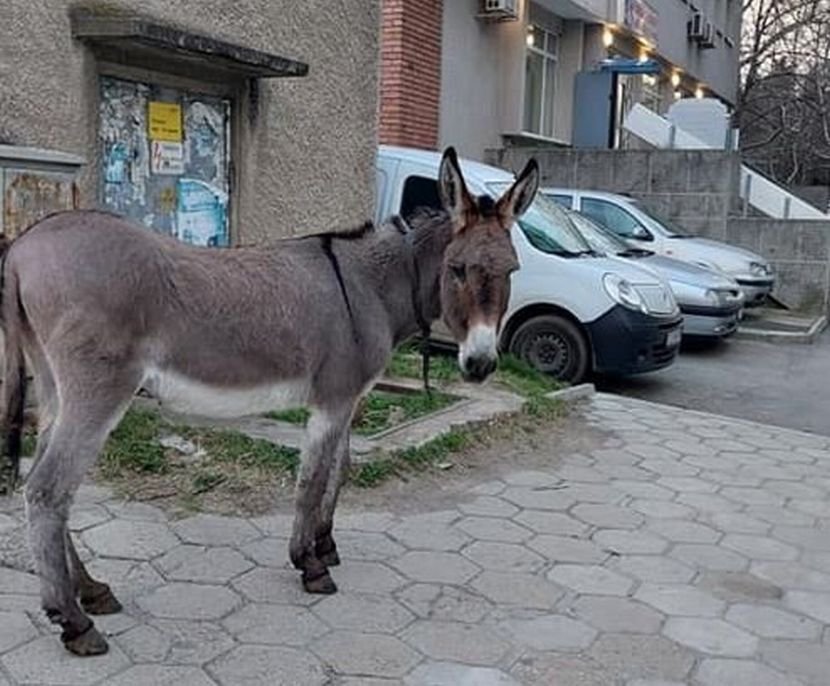 Сиво магаренце скитосва по улиците (СНИМКИ)