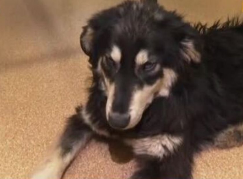 Спасиха сляпо куче, изхвърлено в гората край Батак. Куче Хриси