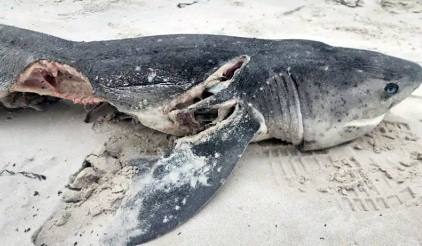 Двойка косатки убиха поне 19 седемхрилни акули (Notorynchus cepedianus) край