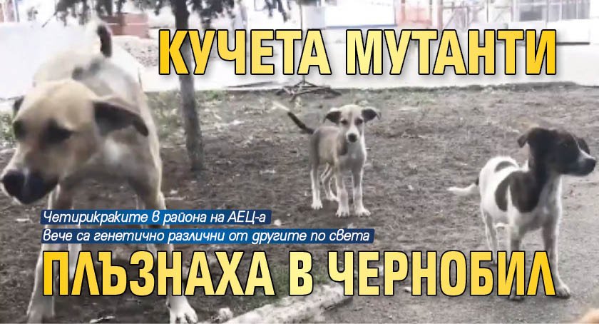 Кучета мутанти плъзнаха в Чернобил