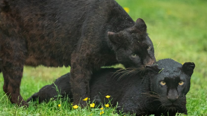 Зоопаркът в София се сдоби с два черни ягуара