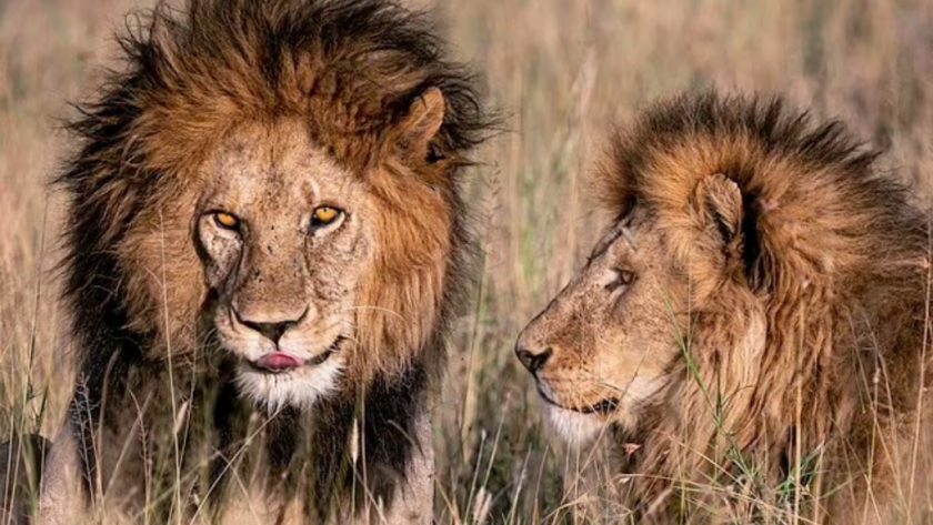 Лъв, известен като Краля“ на Серенгети“, беше убит от свои