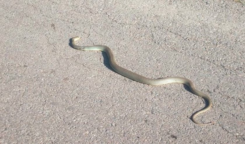 Шофьор направи задръстване, за да премести змия от пътя с голи ръце (ВИДЕО)