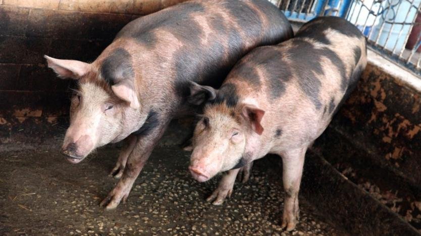 България регистрира най-голям спад в броя на отглежданите свине и