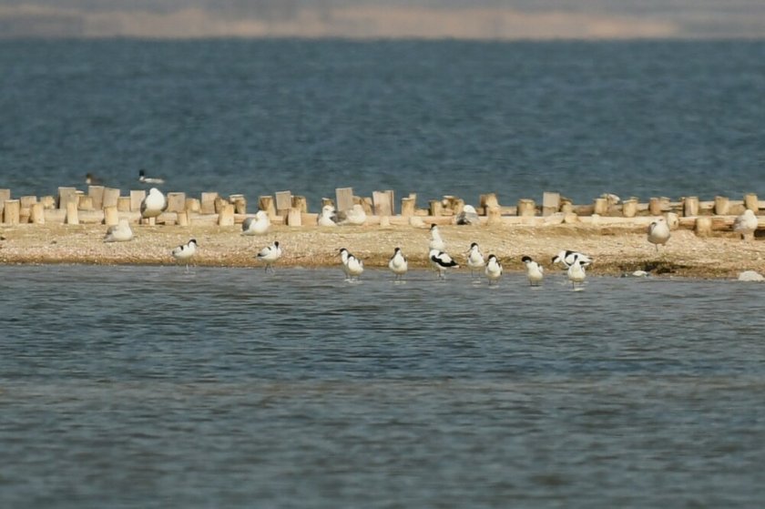 Първите саблеклюни кацнаха в Поморийското езеро